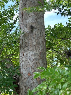 「夏の終わり、始まりの季節：学校再開と蝉の声」